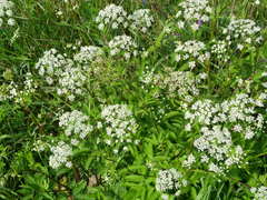 Aegopodium podagraria