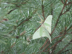 Actias artemis