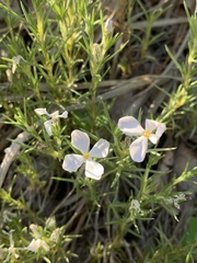 Phlox andicola