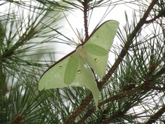 Actias artemis