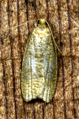 Psilocorsis cryptolechiella