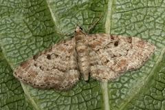 Eupithecia abietaria