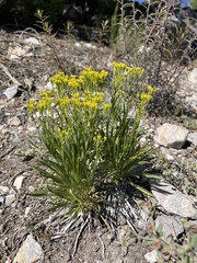 Petradoria pumila