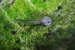 Ranitomeya flavovittata