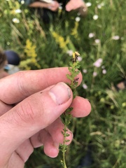 Achillea aspleniifolia