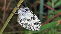 Melanargia galathea