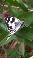 Melanargia galathea