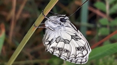 Melanargia galathea