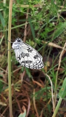 Melanargia galathea