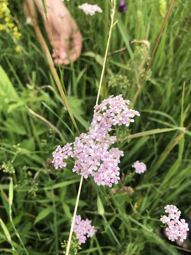 Achillea aspleniifolia (Achillea aspleniifolia)