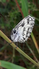 Melanargia galathea