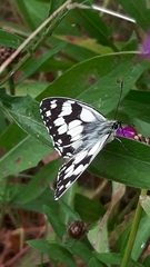 Melanargia galathea