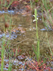 Spiranthes aestivalis