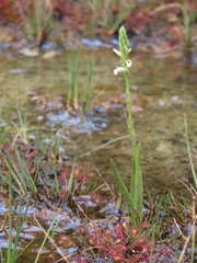 Spiranthes aestivalis