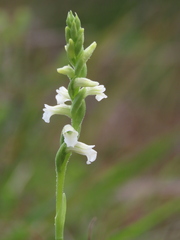 Spiranthes aestivalis