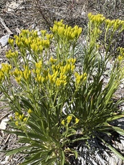 Petradoria pumila