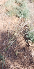Digitaria patens