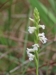 Spiranthes aestivalis