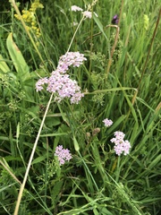 Achillea aspleniifolia