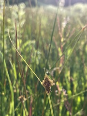 Carex athrostachya