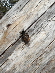 Laphria flava