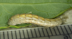 Sympistis badistriga