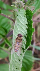 Episyrphus balteatus