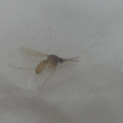 Culicidae