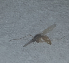 Culicidae