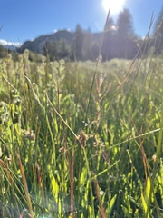 Carex athrostachya