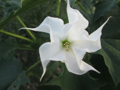 Datura stramonium