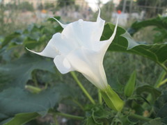 Datura stramonium
