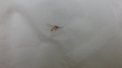 Culicidae