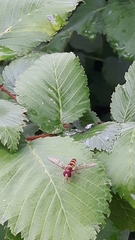 Episyrphus balteatus