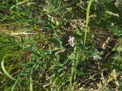 Lathyrus incurvus