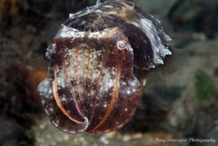 Sepia plangon
