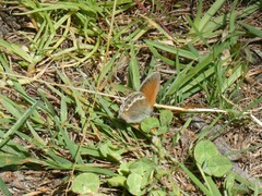 Coenonympha gardetta
