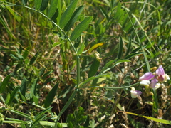 Lathyrus incurvus