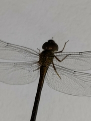 Triacanthagyna septima