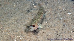 Istigobius hoesei
