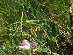 Lathyrus incurvus