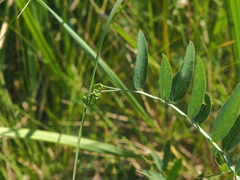 Lathyrus incurvus