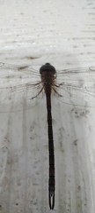 Triacanthagyna septima