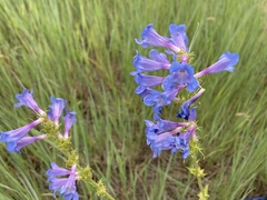 Penstemon cyananthus cyananthus