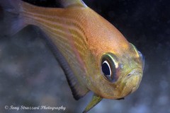 Pempheris multiradiata