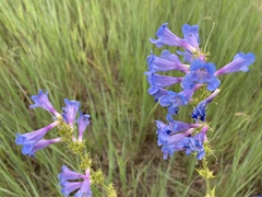 Penstemon cyananthus cyananthus