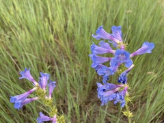 Penstemon cyananthus cyananthus
