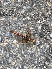 Megarhyssa macrurus icterosticta