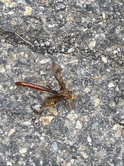 Megarhyssa macrurus icterosticta