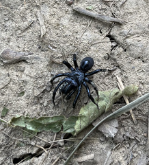 Sphodros niger